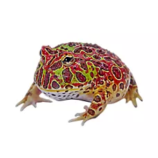 Pacman Frog