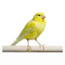Yellow Canary